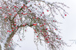canvas print picture - rote Äpfel als Weihnachtskugeln im Schnee am Apfelbaum