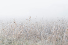 Selective Focus On Foggy Field Covered With Hoarfrost
