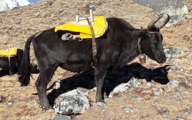 Canvas Print - Black yak on the way to Everest base camp - Nepal