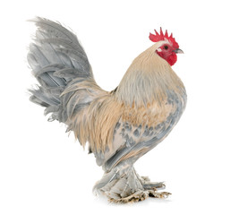 Wall Mural - Dutch Booted Bantam