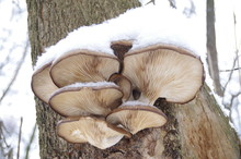 Mushrooms In The Winter Under The Snow