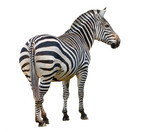Fototapeta  - Zebra isolated on white background