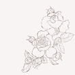 Vector rose flower . Element for design. Hand-drawn contour lines and strokes.