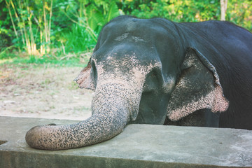 Close-up portrait of Elephant with large trunk on the farm in Sri Lanka