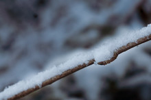 Frozen Stick With Snow, Frusen Gren Med Snö