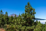 Fototapeta Na ścianę - View of the Teide volcano through the forest in the neighborhood of the small town of La Orotava. Tenerife. Canary Islands. Spain.