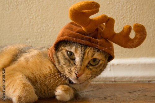 Adorable Shorthair Tabby Kitten Wearing A Christmas Reindeer Hat