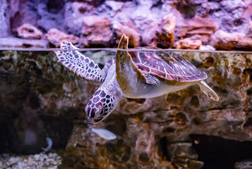 Sea turtle swims under water