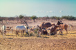 Group of antelopes and mountain sheep in a safari park on the island of Sir Bani Yas, United Arab Emirates