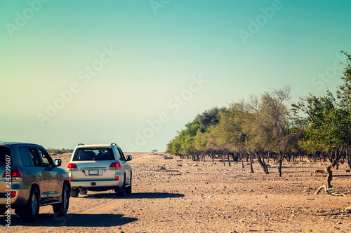 Fotografía Road to Safari Park on Sir Bani Yas Island, Abu Dhabi, United Arab Emirates