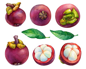 Set tropical fruit - fresh purple mangosteen (Garcinia mangostana, monkey fruit, Queen of fruits). Whole and half with leaves. Hand drawn watercolor painting illustration isolated on white background.