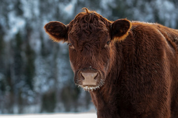 Wall Mural - Red Angus Cow Head Close up in Winter