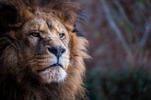 Portrait De Lion