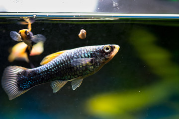 Sticker - Colorful fishes in the aquarium