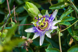 Fototapeta Na sufit - passion flower Passiflora caerulea Passionflower against green garden background