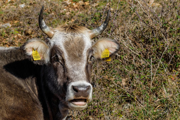 brown cow graze in bright winter rural environment