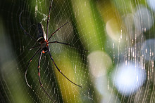 Nephila Spider Hanging Closed Up On Silk Net In The Forest With Daylight Animal Wildlife In Nature