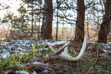 Wall Mural - found  whitetail shed through under pine trees 