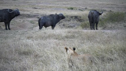 Wall Mural - threee african buffalo watch a lioness stalking them at masai mara national reserve in kenya, africa