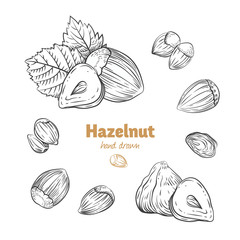 Wall Mural - Hazelnuts vector hand-drawn illustration