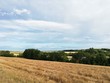 © Irina - landscape with wheat field and blue sky