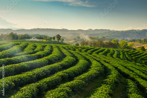 Tea plantations in Chiang Rai, Thailand