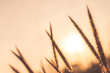 Wall Mural - close up grass flower during sunrise in the morning or sunset in evening.