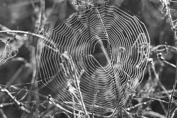 spider web