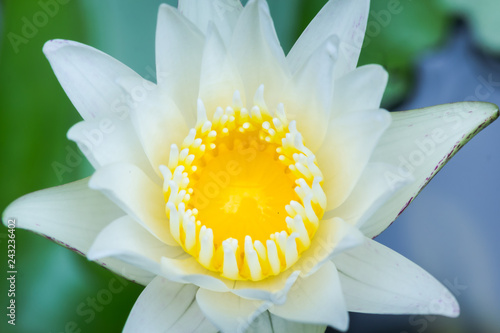 Beautiful White Lotus Flower And Yellow Pollen With Green Leaves In The Pond Stock Photo Adobe Stock Beautiful White Lotus Flower And Yellow Pollen With Green Leaves In The Pond Stock Photo Adobe Stock