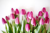 Fototapeta Tulipany - Fresh Pink tulips. A bouquet of spring flowers