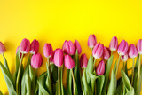 Fototapeta Tulipany - Fresh Pink tulips. Beautiful greeting card. Spring Holidays concept. Copyspace. Banner
