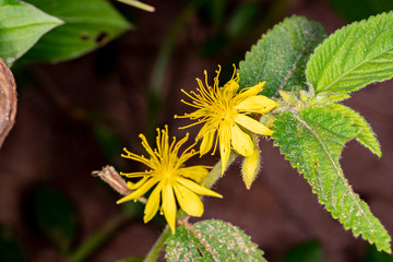 Corchorus sp. (Mallow Family)