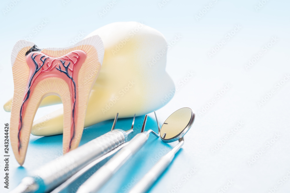 tooth anatomy on blue background. - obrazy, fototapety, plakaty 