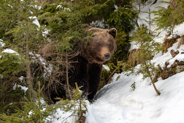 Wall Mural - big brown bear in winter forest