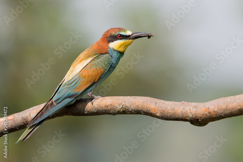 Fotografía Gruccione con ape nel becco (Merops apiaster)