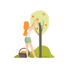 Sticker - Girl picking apples in the garden, farmer harvesting vector Illustration