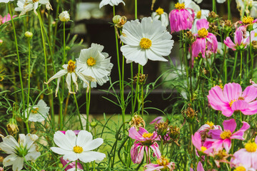 Wall Mural - Colorful of Sulfur Cosmos flowers on a rack decorate in park.