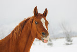 Fototapeta Pokój dzieciecy - Red thoroughbred Arabian stallion - champion
