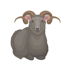 Poster - Flat vector icon of lying male sheep. Ram with gray wool and long curved horns. Domestic animal. Livestock farming