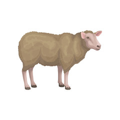 Poster - Detailed flat vector icon of young sheep. Domestic animal with brown woolly coat, pink face and legs. Livestock farming