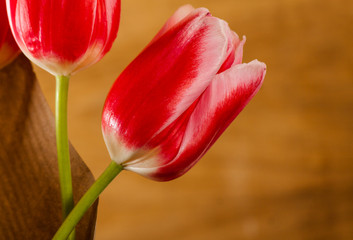 Poster - Ripe fresh tulip on wood desk