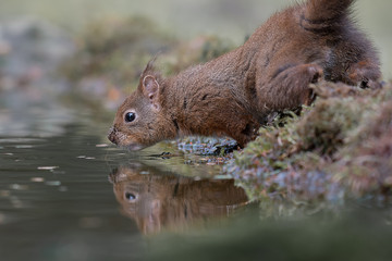 Poster - A close up of a red squirrel by the waters edge taking a drink with its reflection in the water. Taken at a low level