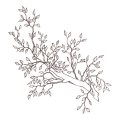 monochrome graphic vector tree branch isolated
