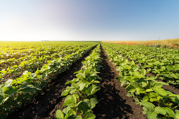 Wall Mural - Soybean plant at sunny day