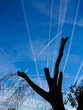Airplane chemtrails over a tree silhouette