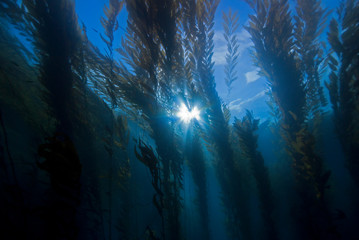 Colourful Giant Kelp plants seascape with sun in the background in cold water