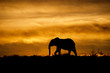 Elephant at sunrise in Masai Mara, Kenya