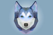 Low poly head of husky dog in blue color