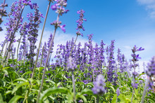 Beautiful Blooming Purple Salvia (Blue Sage) Flower Field In Outdoor Garden.Blue Salvia Is Herbal Plant In The Mint Family. - Image