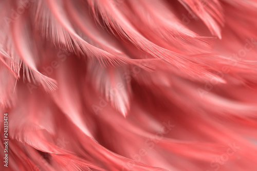Fotomural Blur Bird chickens feather texture for background, Fantasy, Abstract, soft color of art design